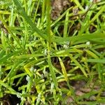 Libertia chilensis Blad