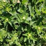 Leucanthemum maximumपत्ता