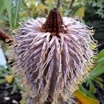 Banksia oreophila Blomst
