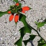 Euphorbia heterophylla Лист