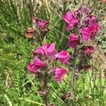 Pedicularis cenisia Flower