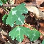 Adenia cissampeloides Hoja