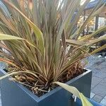 Phormium tenax Levél