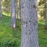 Pinus lambertiana Corteza
