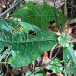 Psychotria globosa Hoja