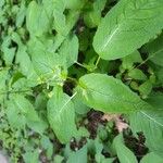 Circaea canadensis Yaprak