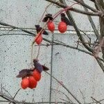 Euonymus atropurpureus Fruit