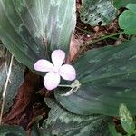 Kaempferia galanga 花
