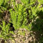 Phlox caespitosa Leaf