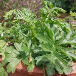 Pelargonium exhibens Leaf