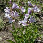 Penstemon cobaea Folla