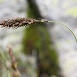 Carex frigida Mbuma