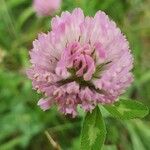 Trifolium pratenseFiore