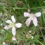 Rubus flagellaris Blüte