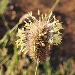 Cenchrus mezianus Flower