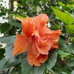 Hibiscus spp. Flor