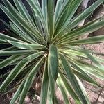 Yucca gloriosa Leaf