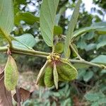 Dalbergia ecastaphyllum Fruit