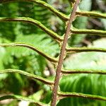 Blechnum spicant Leaf