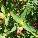 Hypericum hookerianum Leaf