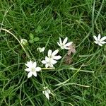 Ornithogalum divergens Yeri