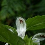 Lamium flexuosum Квітка
