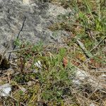 Trinia glauca List