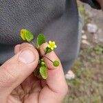 Ranunculus ophioglossifolius Blüte