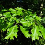 Quercus shumardii পাতা