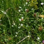 Stellaria graminea Habitus