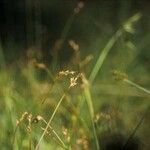 Carex gracilior Flor