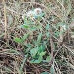 Trifolium montanum Habit