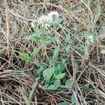 Trifolium montanum 形態