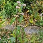 Phlomoides tuberosa Blomst