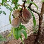 Prunus persica Fruto