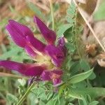 Astragalus hypoglottis Bloem