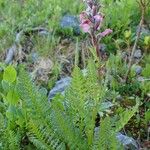 Pedicularis rostratospicata 形态