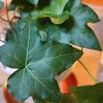 Hedera canariensisFuelha