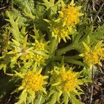 Sanicula arctopoides Flower