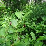Lonicera conjugialis Habitat