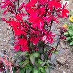 Lobelia cardinalis Fleur