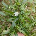 Capraria biflora Blomma
