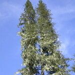 Fitzroya cupressoides Yeri