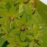 Eucomis pallidiflora 果實