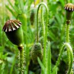 Papaver rhoeas Frugt