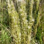 Schizachyrium microstachyum Fruit