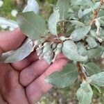 Elaeagnus commutata Frucht