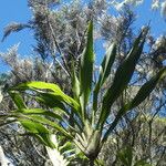 Cordyline mauritiana Φύλλο