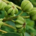 Exochorda × macrantha Fruit