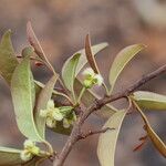 Ximenia americana Flower